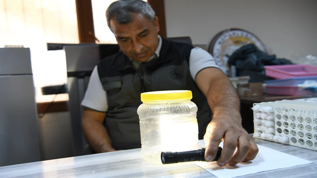 Yeşil vatanın sessiz koruyucuları laboratuvarda yetiştiriliyor