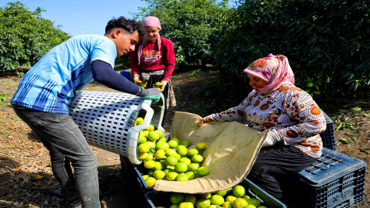 Adanada mandalina hasadı başladı: Kilogramı dalında 8-10 liradan alıcı buluyor