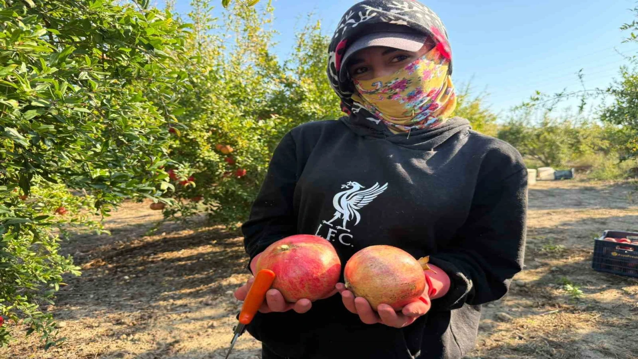 Antalyada yağmur uyarıları nar hasadını öne çekti: Tarlada kilosu 15-30 lira arasında