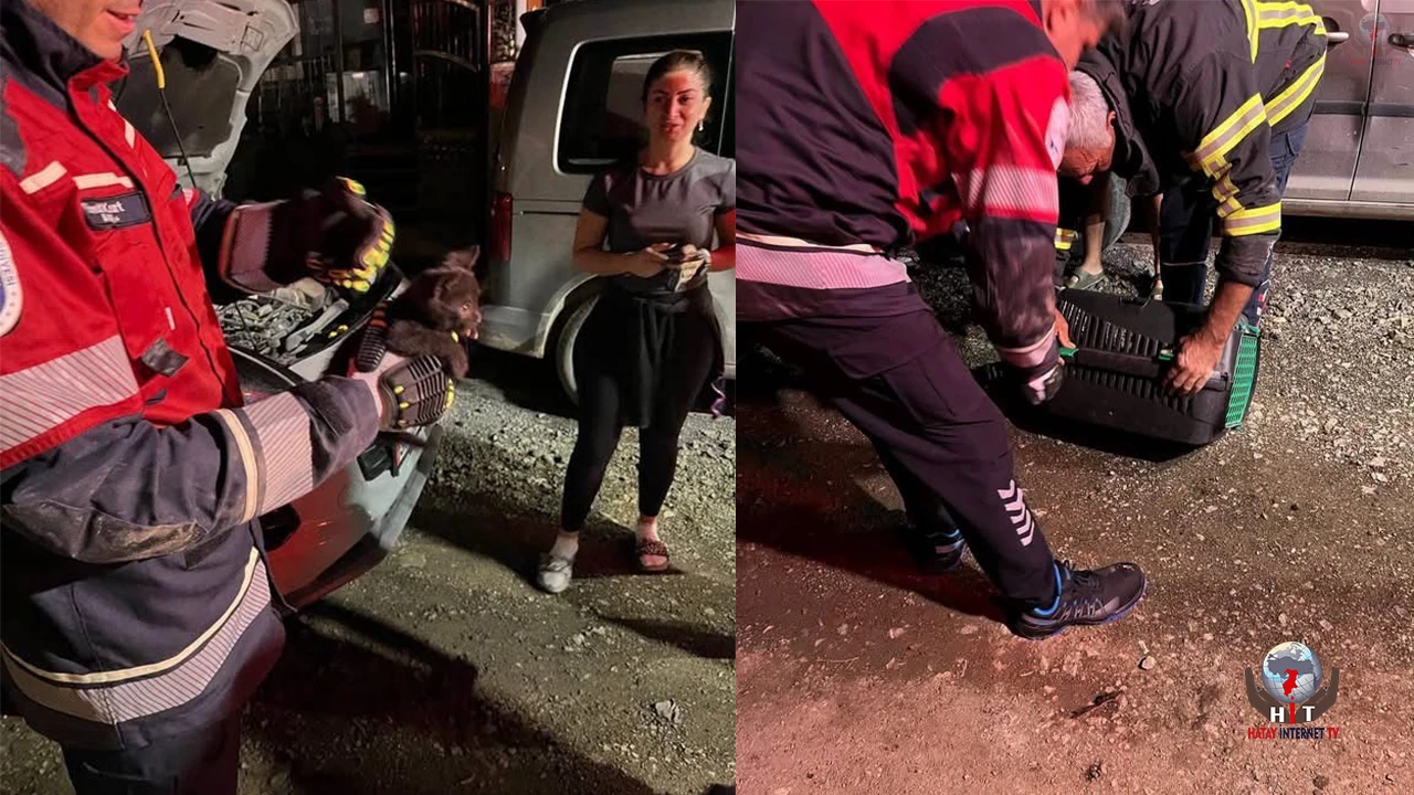 Arsuzda aracın motoruna sıkışan kedi kurtarıldı