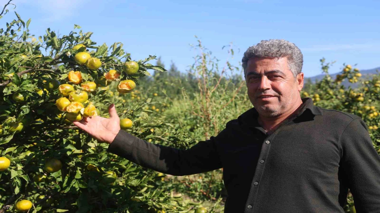 Ceviz büyüklüğündeki dolu, hasadına gün sayılan erkenci mandalinayı vurdu