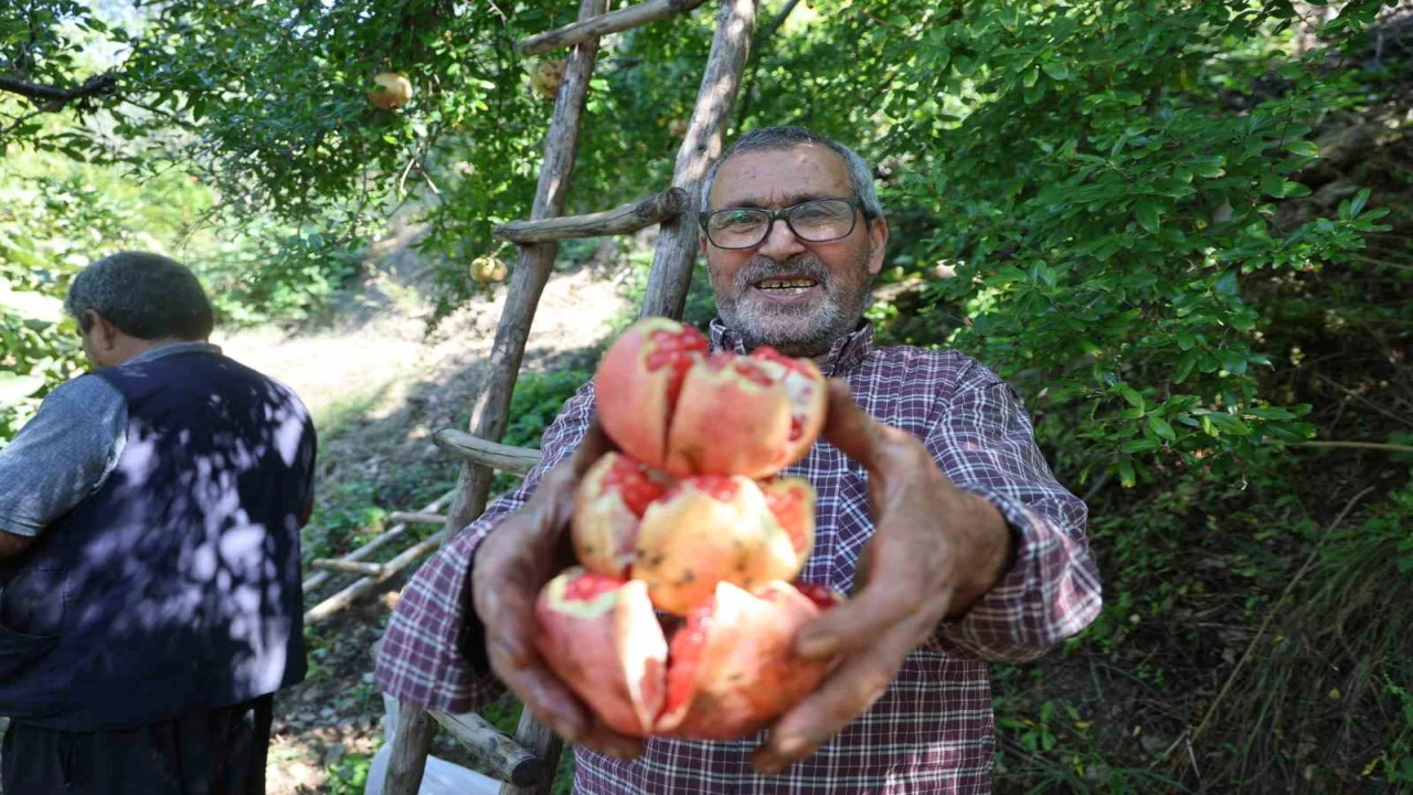 Coğrafi işaretli Kuytucak narında hasat başladı