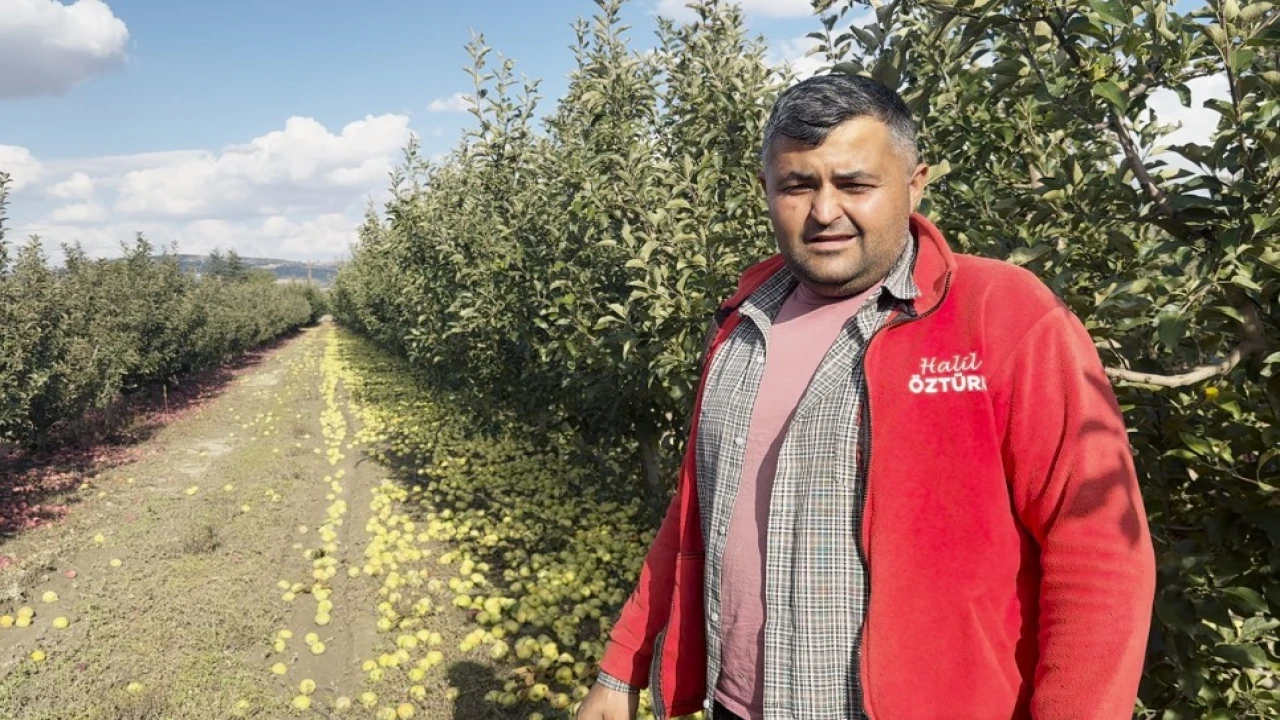 Elmalıda elmalar 5 TLden meyve suyuna gidiyor