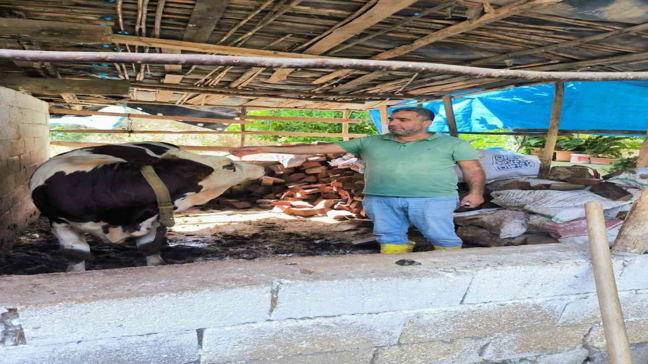 Hatayda şap hastalığına karşı aşılama çalışmaları sürüyor