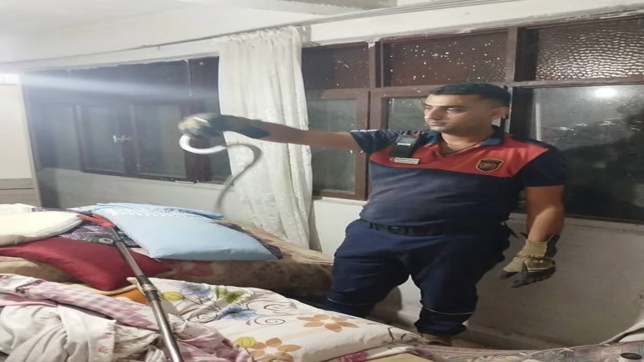 Hatayda yerleşim yerlerinde görülen yılanlar yakalanarak doğal yaşam alanlarına bırakıldılar