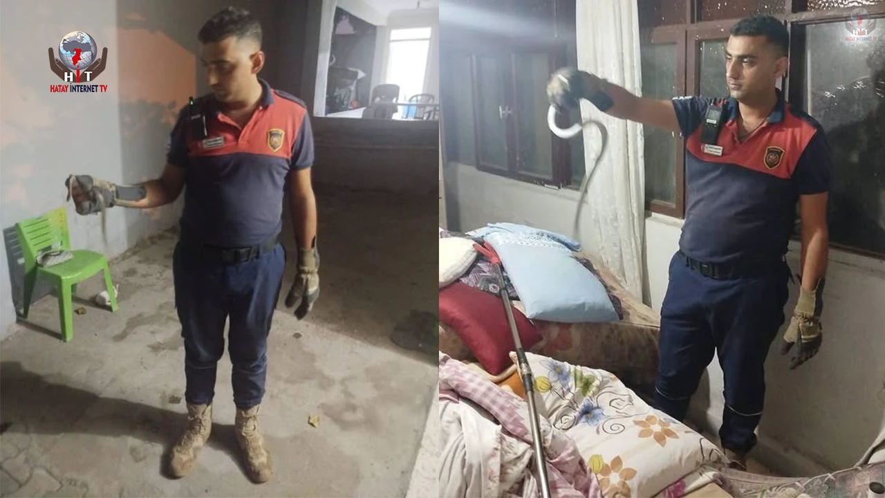 Hatayda yerleşim yerlerinde görülen yılanlar yakalanarak doğal yaşam alanlarına bırakıldılar