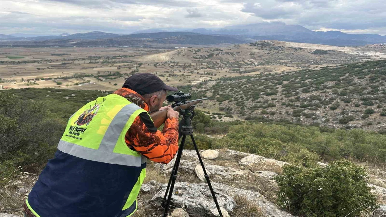Ispartada çiftçileri canından bezdiren yaban domuzlarına operasyon