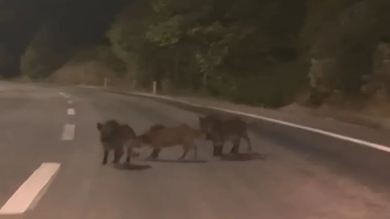 Kahramanmaraşta yolda domuz sürüsü
