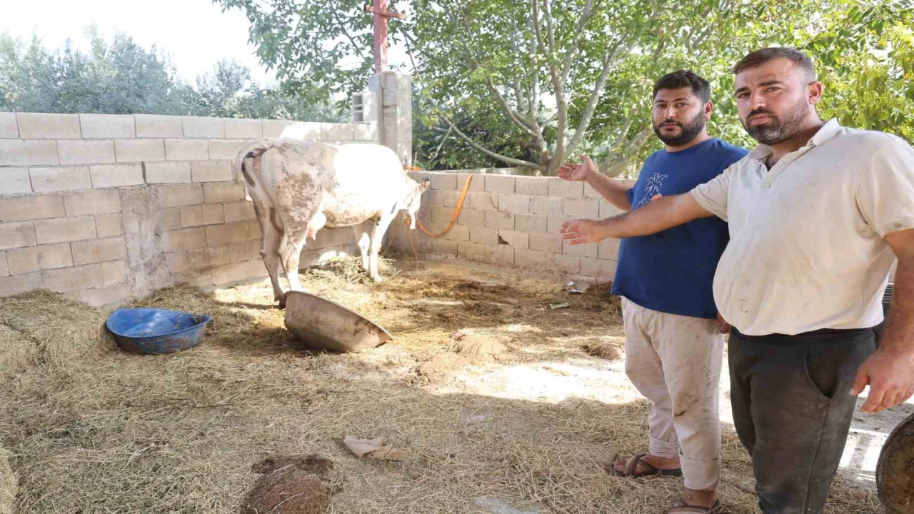 Hatay'da şap nedeniyle üreticiler hayvanlarını kaybetti, pazarlar kapatıldı