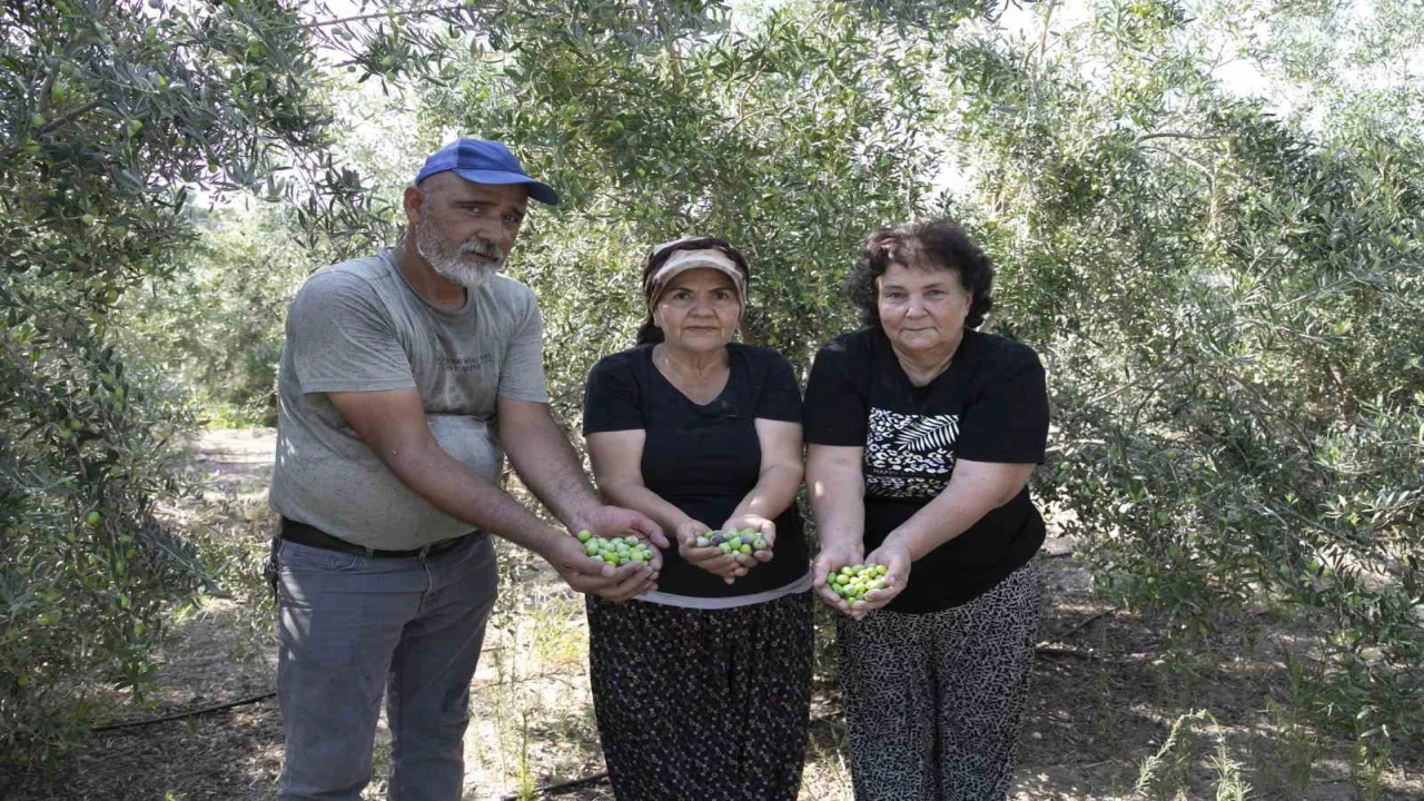 Mersinde dağıtılan zeytin fidanları ürün verdi