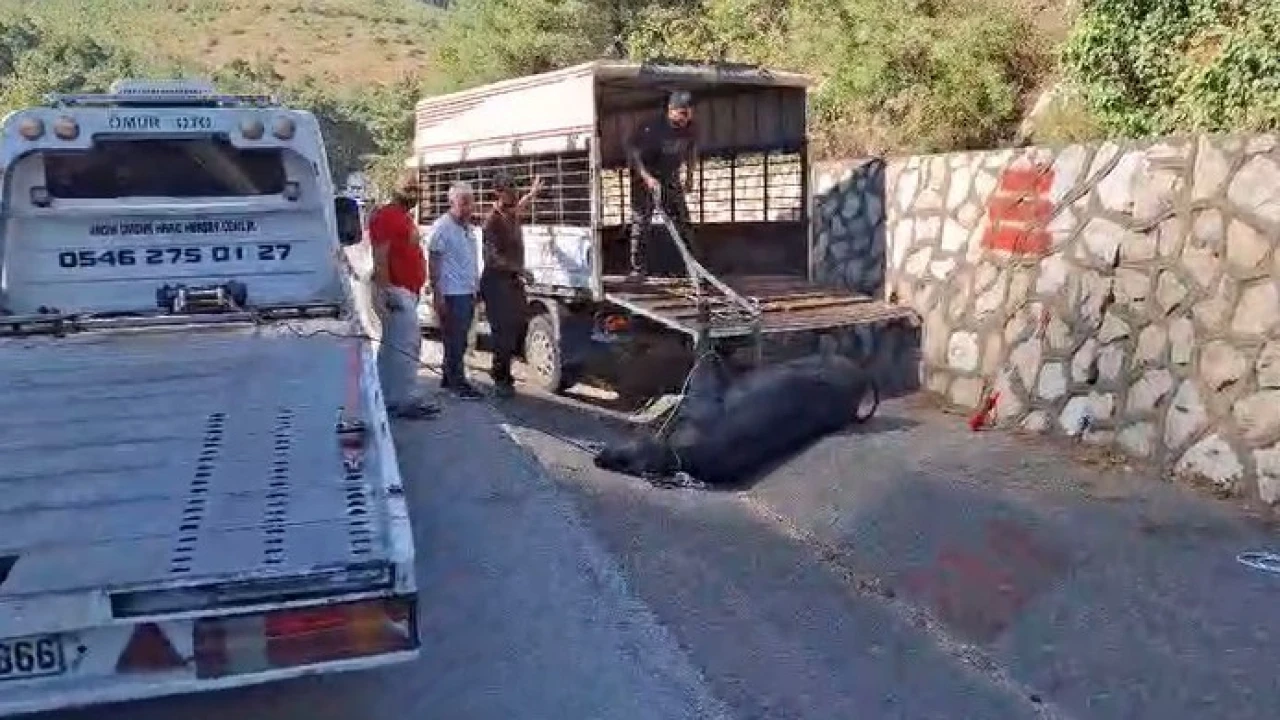 Mersinde kamyonetten düşen büyükbaş hayvan bayıltılarak götürüldü