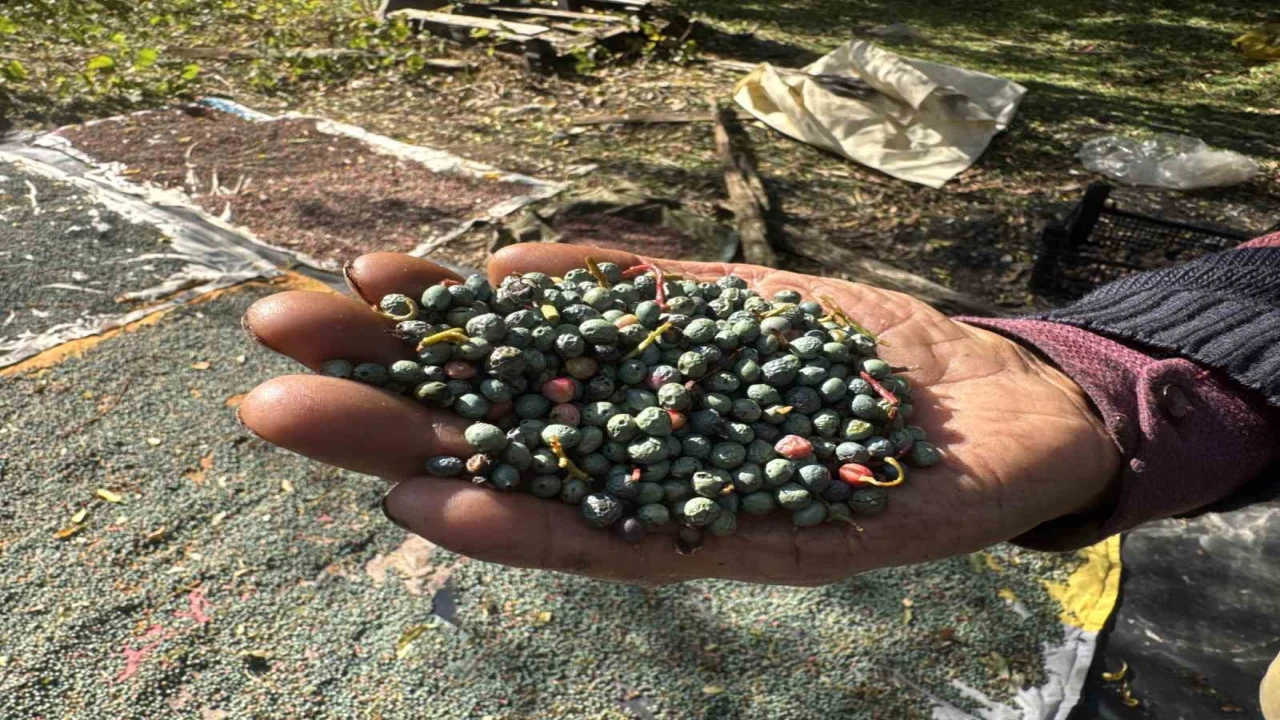 Meyvesi 300, yağı bin 200 liradan satılıyor; posası bile değerlendiriliyor