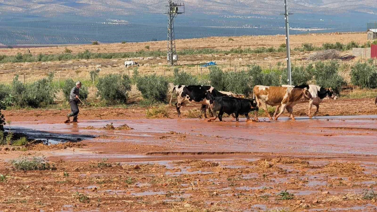 Şiddetli yağış tarım arazilerinde sele neden oldu