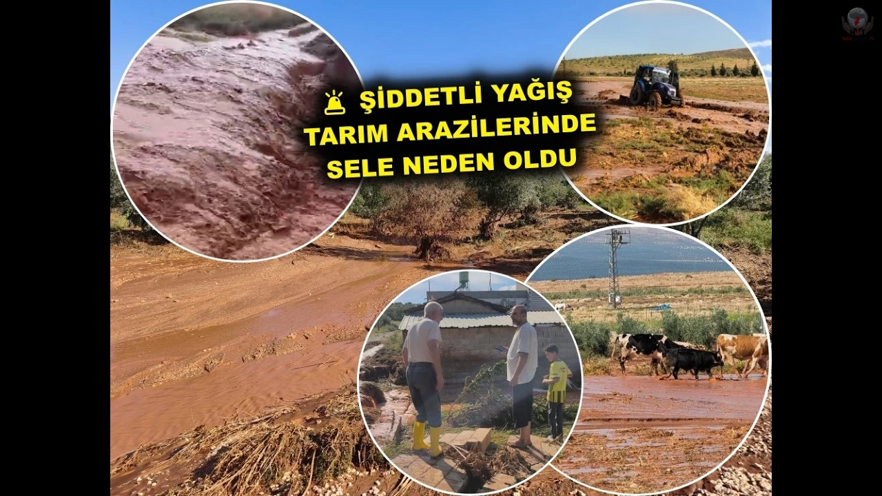Şiddetli yağış tarım arazilerinde sele neden oldu