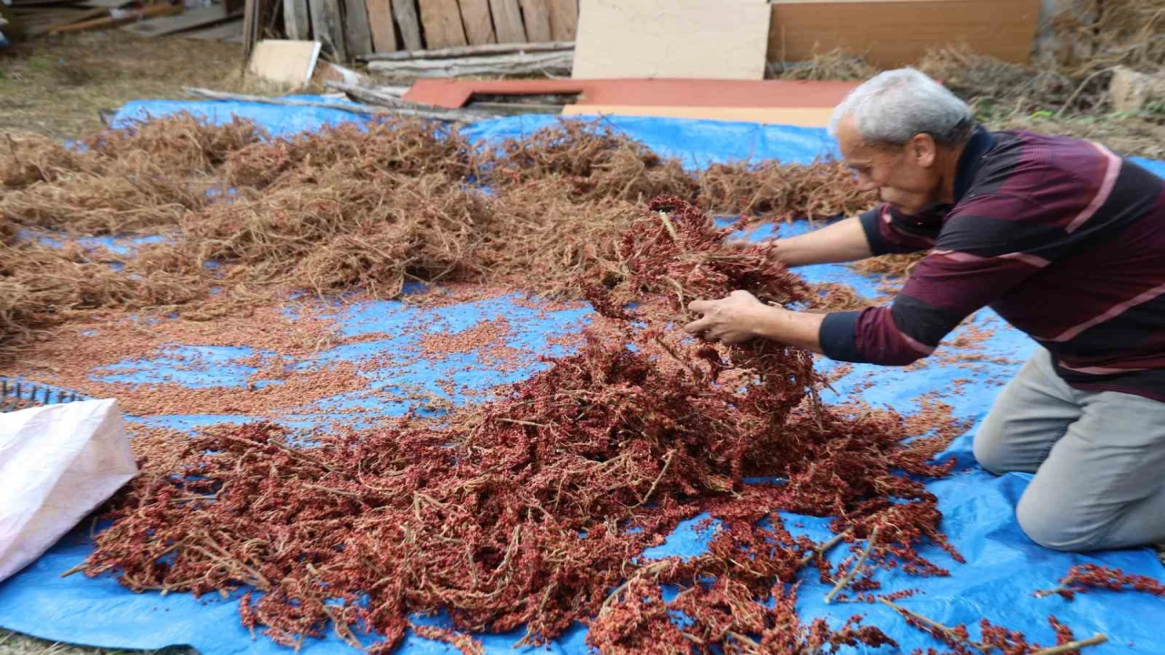 Yabani sumakları aşılanıp üretime kazandırıldı: Kilosu 900 TLden alıcı buluyor
