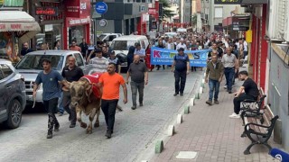 43. Kafkasör Festivali boğalı kortej yürüyüşüyle başladı