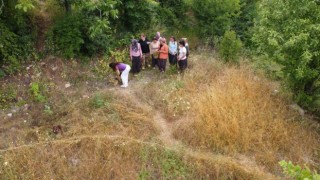 Adanada köylülerin şifalı ot kantaron hasadı başladı