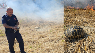 Anız yangınında mahsur kalan kaplumbağayı itfaiye kurtardı