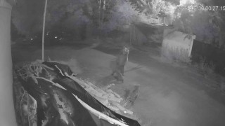 Ayı ve yavruları köyün içinde görüntülendi