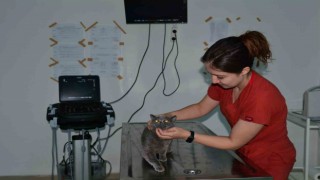 Balıkesirde bin hasta hayvana yardım eli