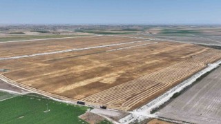 Başkan Altay: “Susuz tarımla yetiştirdiğimiz yerli buğdayın hasadını yaptık”