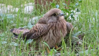 Bingölde bitkin halde bulunan atmaca tedavi altına alındı