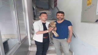 Bitkin halde bulunan Kızıl Şahin tedavi altına alındı