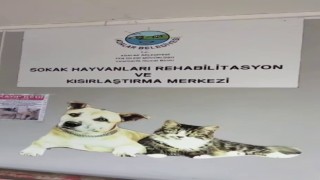 Büyükada Rehabilitasyon Merkezinde hayvanlara bakılmıyor iddiası