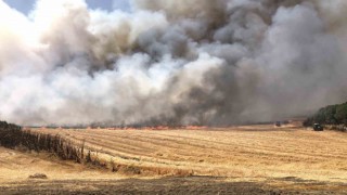 Çorluda bin 300 dönüm anız alev alev yandı