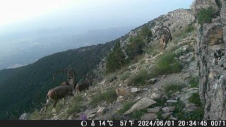 Denizlinin dağlarında belgeseli aratmayan görüntüler