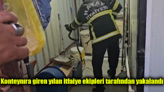 Depremzedelerin yaşadığı konteynıra giren yılan itfaiye ekipleri tarafından yakalandı