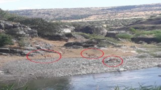 Diyarbakırda dereye su içmeye inen dağ keçileri görüntülendi