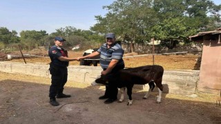 Edirnede kaybolan buzağı dron ile bulundu