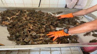 Eğirdir Gölünde 8 aydır süren av yasağı kalktı, kerevit bereketi yaşandı