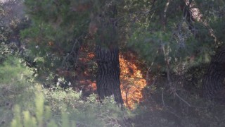 Ekoloji Uzmanı Prof. Dr. Neyişçiden yangına karşı rüzgar perdesi önerisi