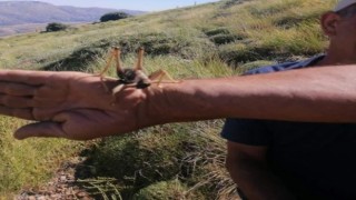 Elazığda dev etçil çekirge görüntülendi