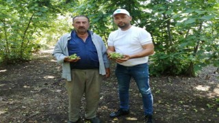 Fındık bahçelerinde kahverengi kokarca artışı