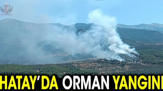 Hatay'da orman yangını