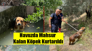 Havuzda mahsur kalan köpek kurtarıldı