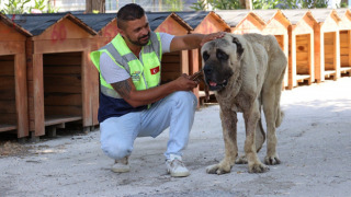 HBB İLE PATİLİ DOSTLAR DAHA SAĞLIKLI