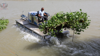 HBB, İSTİLACI SU SÜMBÜLLERİYLE MÜCADELE EDİYOR