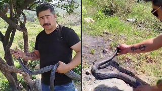 Herkes bakmaya bile korkarken, yılanlara fısıldıyor