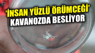 İnsanlarda merak uyandıran 'insan yüzlü örümceği' kavanozda besliyor