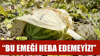 Kavurucu sıcağa karşı çözümü tarladaki karpuzları tek tek gazeteyle sarmakta buldu