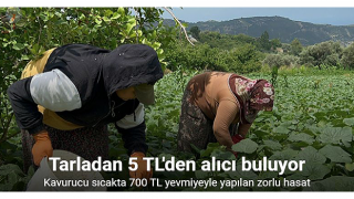 Kavurucu sıcakta 700 TL yevmiyeyle yapılan zorlu hasatta salatalık tarladan 5 TL'den alıcı buluyor