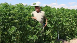 Konyada 80 yılın ardından toprakla buluşan kenevirin boyu 2 metreyi aştı