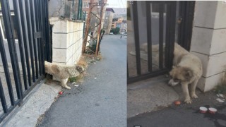 Korkuluklara sıkışan köpeği belediye ekipleri kurtardı