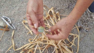 Koruma altındaki kum zambakları Alanyada küresel ısınma kurbanı oldu