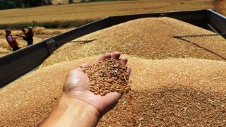 Kuraklığa rağmen ürün rekoltesinde artış