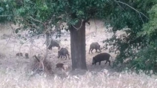 Malatyada domuz sürüleri görüntülendi